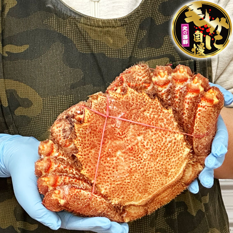 【超特大】毛ガニ 800g 前後 北海道産 姿 味噌 けがに 毛がに カニ 蟹 かに 脚 折脚たし脚入る場合があります