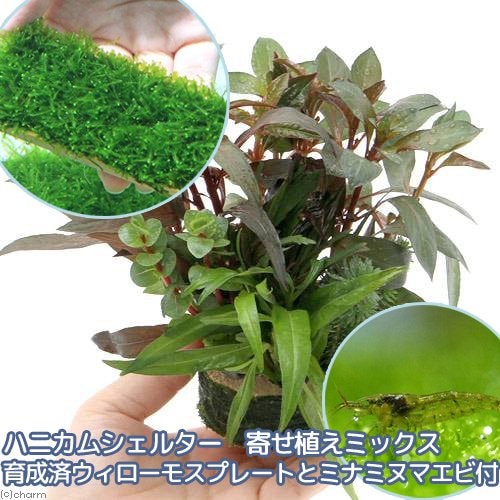 （エビ）（水草）ハニカムシェルター　寄せ植えミックス　育成済　ウィローモス　プレートとミナミヌマエビ付（水中葉）　ＣＲＣ12―23―30―00―00