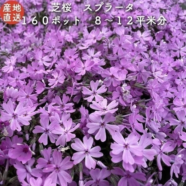 高品質 芝桜 スプラータ ピンク色種 ９cmポット苗 １６０株 シバザクラ グ