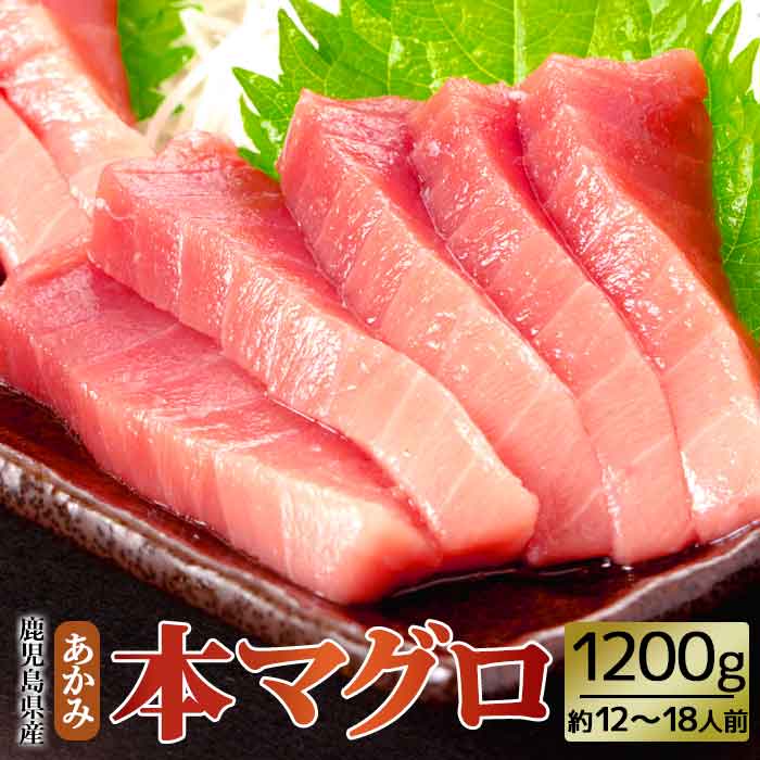 鹿児島県産 こしき 本マグロ 【赤身】 約12-18人前 200g6袋 大容量 1.2kg 1200g 本まぐろ マグロ 鮪 本鮪 黒鮪 まぐろ 黒マグロ 黒まぐろ 柵 あかみ 寿司