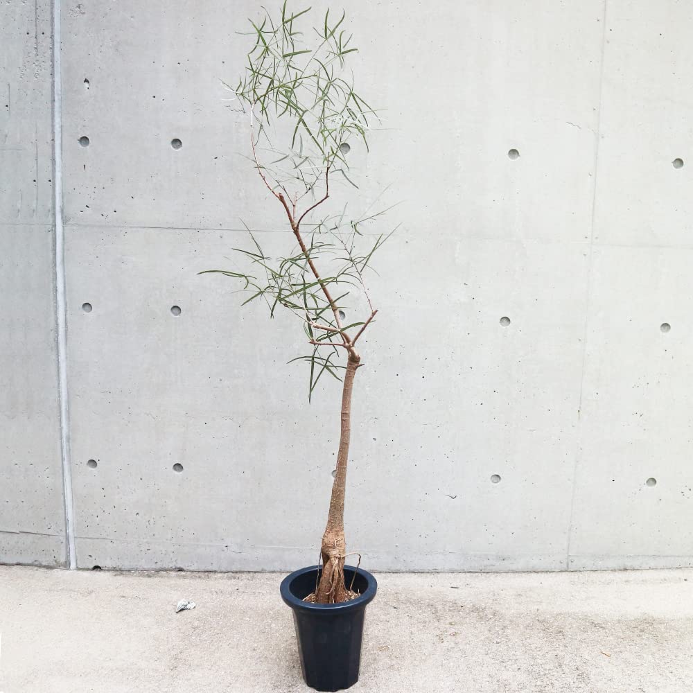 ＩＴＡＮＳＥ ボトルツリー(ブラキキトンルペストリス) 観葉植物 7号 1個売り【品種で選べる観葉植物リビングやオフィス向きサイズ】学名：Brachychiton rupestris/英名：Que