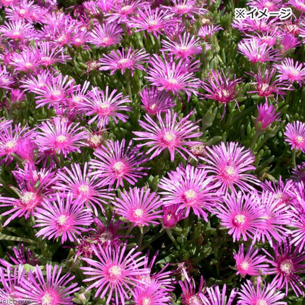 （観葉植物）耐寒性マツバギク　３号（２０ポットセット）（休眠状態）　ＣＲＣ15―55―30―00―00