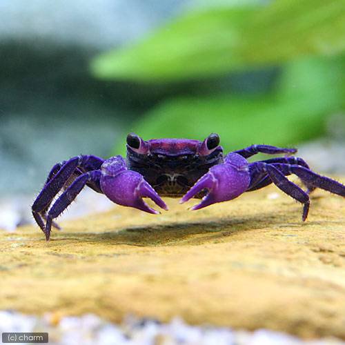 （エビ・カニ）イエローバンパイア・クラブ（３匹）　ＣＲＣ13―84―20―20―00 5,134円