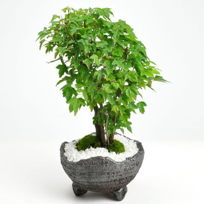 盆栽妙 盆栽 楓の寄せ植え 太幹 信楽焼 50593A3205