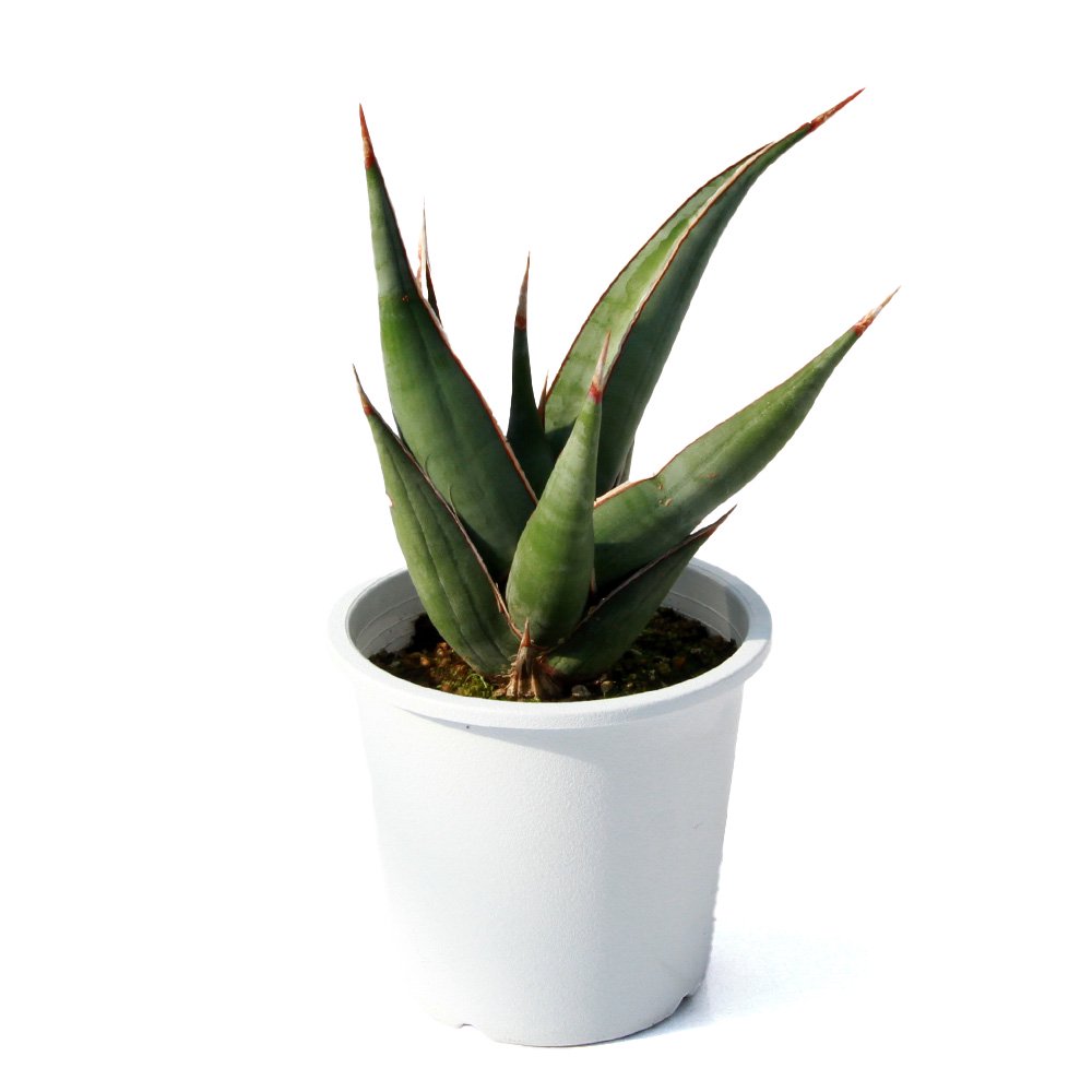 （観葉植物）サンスベリア　ピンギキュラ　４号（１鉢）　ＣＲＣ15―30―20―24―00