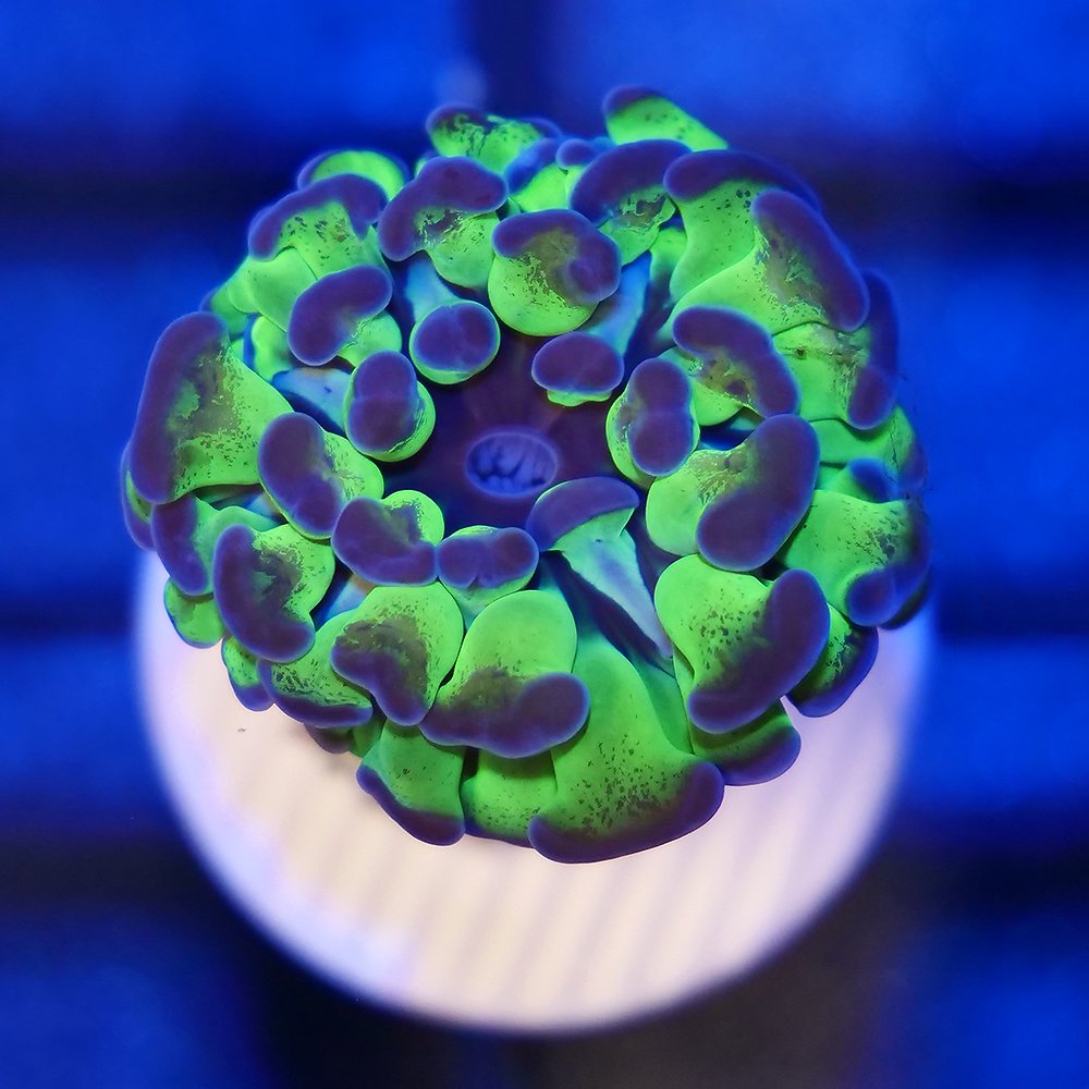 （サンゴ）インドネシア産　ナガレハナサンゴ　リバース　メタリックグリーン　ブランチ　プラグ付き　（１個）　北海道・九州航空便要保温　ＣＲＣ26―50―40―30―50