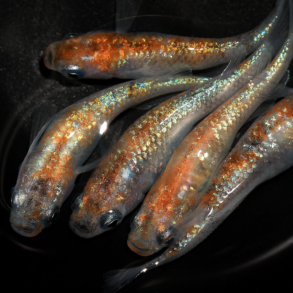 （めだか）砂里三色メダカ　桃ちゃんめだかブリード（１０匹）　ＣＲＣ60―20―22―70―20