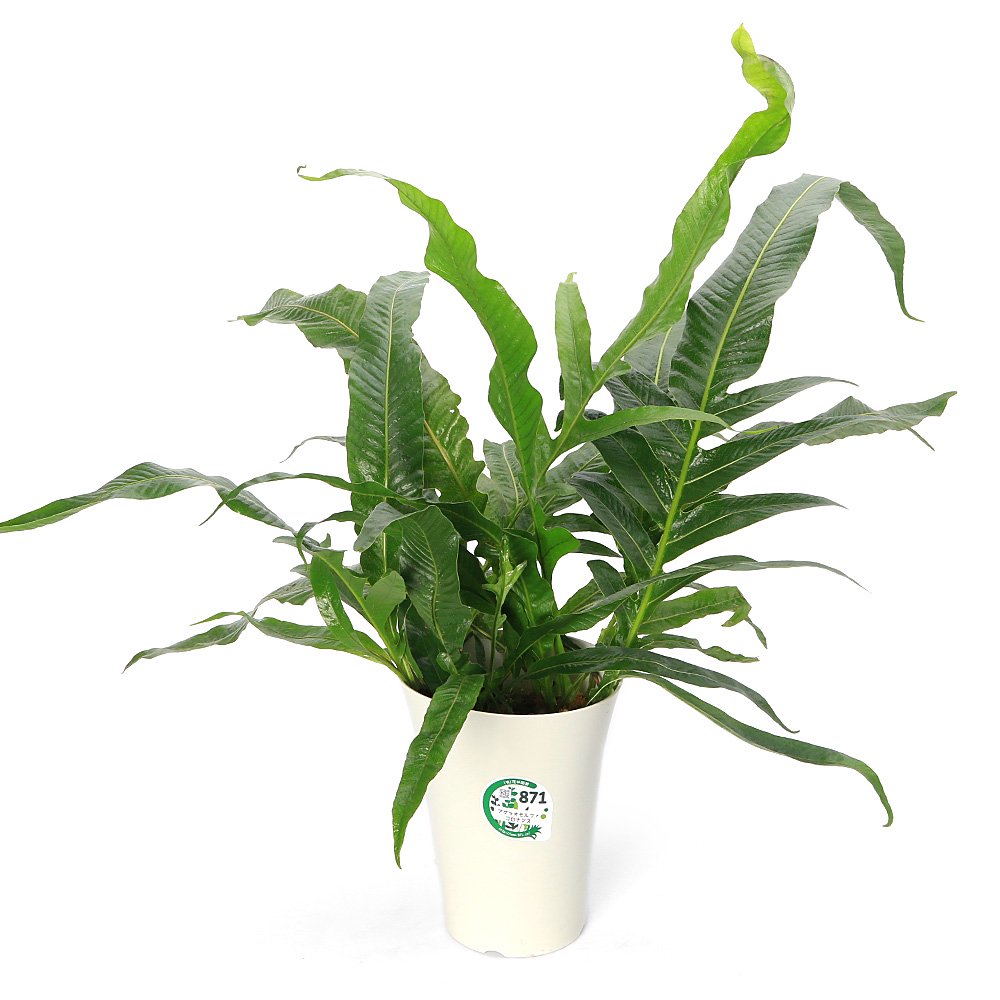 （観葉植物）アグラオモルファ　コロナンス　６号（１鉢）　ＣＲＣ15―30―10―25―00