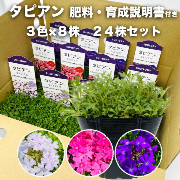 タピアン 3色×各8株 合計24株 9cmポット苗 肥料付 3号 バーベナ属 品種 サントリーフラワーズ グランドカバー 常緑 多年草 宿根草