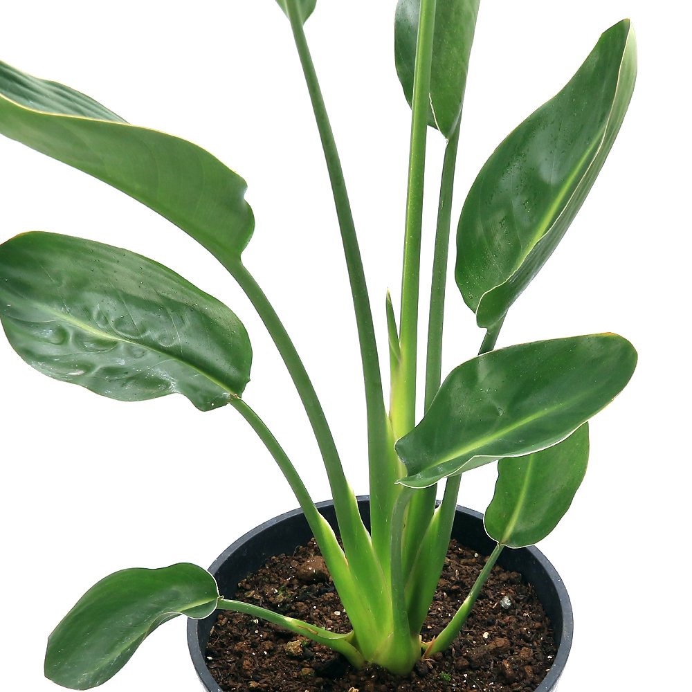 （観葉植物）ストレリチア　ユンケア（ノンリーフ）　７号（１鉢）　ＣＲＣ15―30―20―28―00