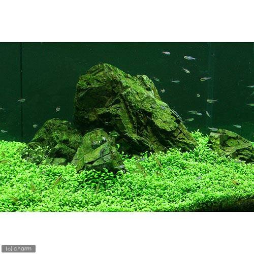 （水草）グロッソスティグマ（水中葉）（無農薬）（１０パック分）　北海道航空便要保温　ＣＲＣ12―30―43―00―00