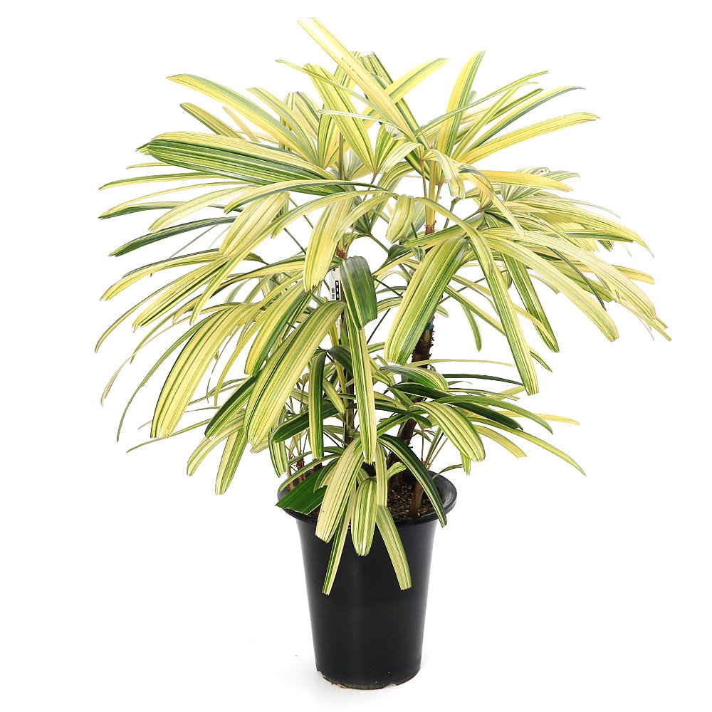 （観葉植物）大型　インテリア　ヤシ　カンノンチク（観音竹）南山錦　６号（１鉢）　ＣＲＣ15―30―10―25―00