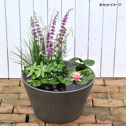 （ビオトープ）（めだか）はじめての睡蓮セット（姫睡蓮桃＋メダカ睡蓮鉢グレー＋ヒメダカ＋浮き草他）　１セット　説明書付　本州四国限定　ＣＲＣ15―10―15―15―20 5,359円