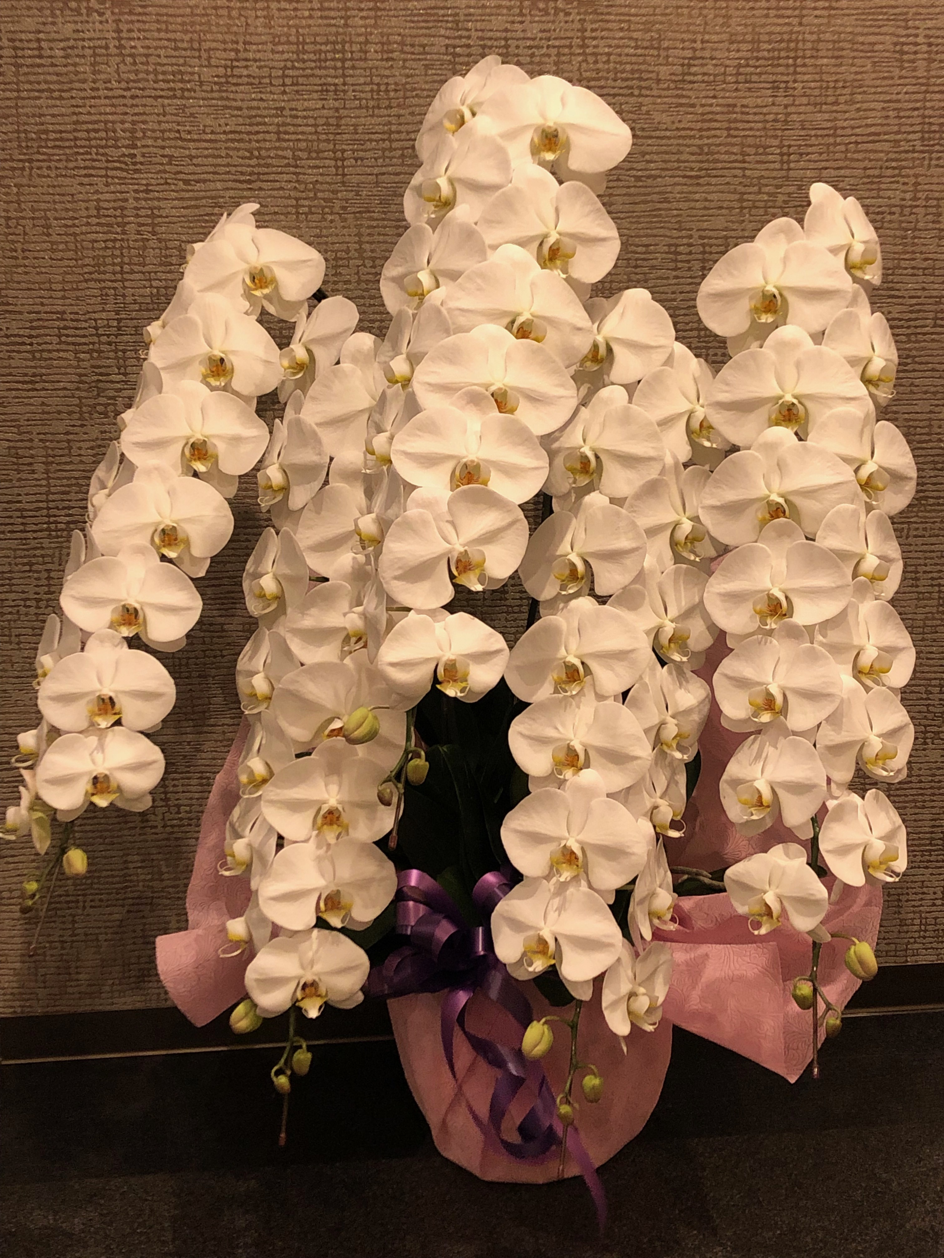 商品ID 7954 胡蝶蘭　白　５本立ち　生花