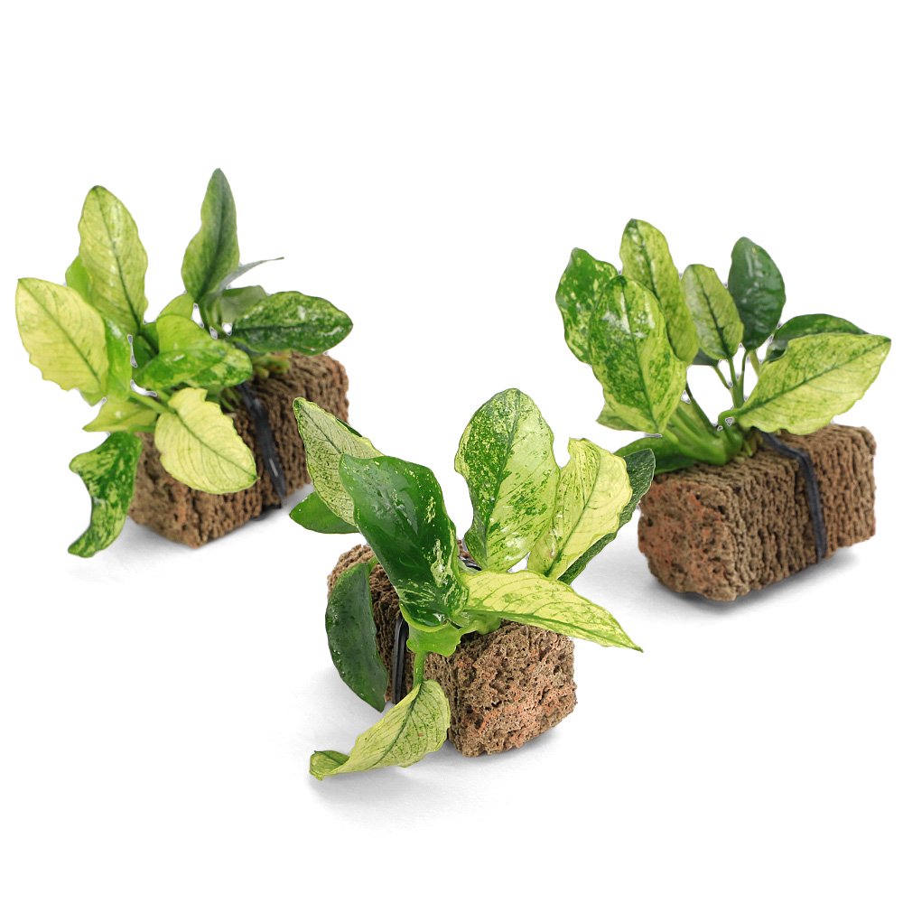 （水草）アヌビアスナナ　斑入り　ＴＳＵＭＩＫＩ（水上葉）（３個）　ＣＲＣ12―60―10―40―00