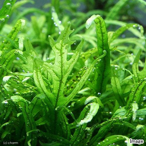 （水草）ミクロソリウムｓｐ．トライデント　バラ（水中葉）（３株分）　ＣＲＣ12―58―20―10―00 4,674円