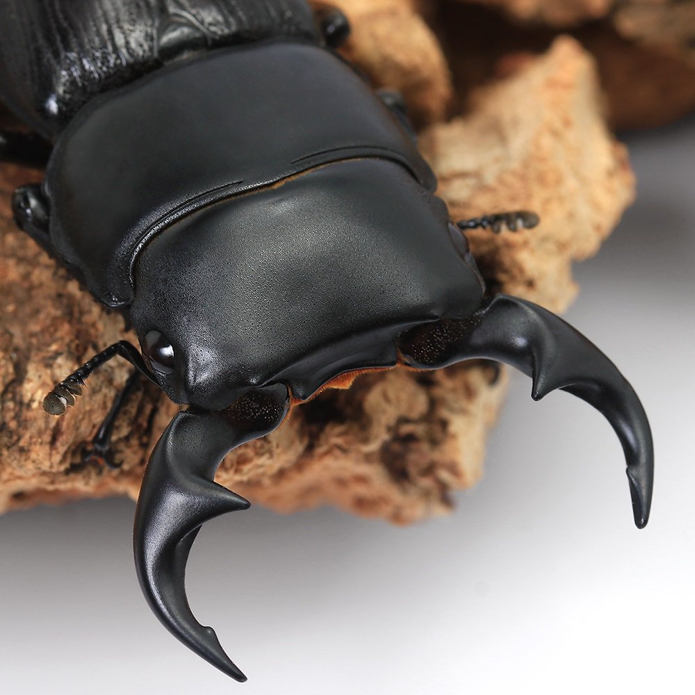 （昆虫）パリーオオクワガタ（亜種セツロウ）ミンダナオ島　キダパワン産　成虫　ＷＣ　５０ー５４ｍｍ（１ペア）　ＣＲＣ18―25―20―30―10