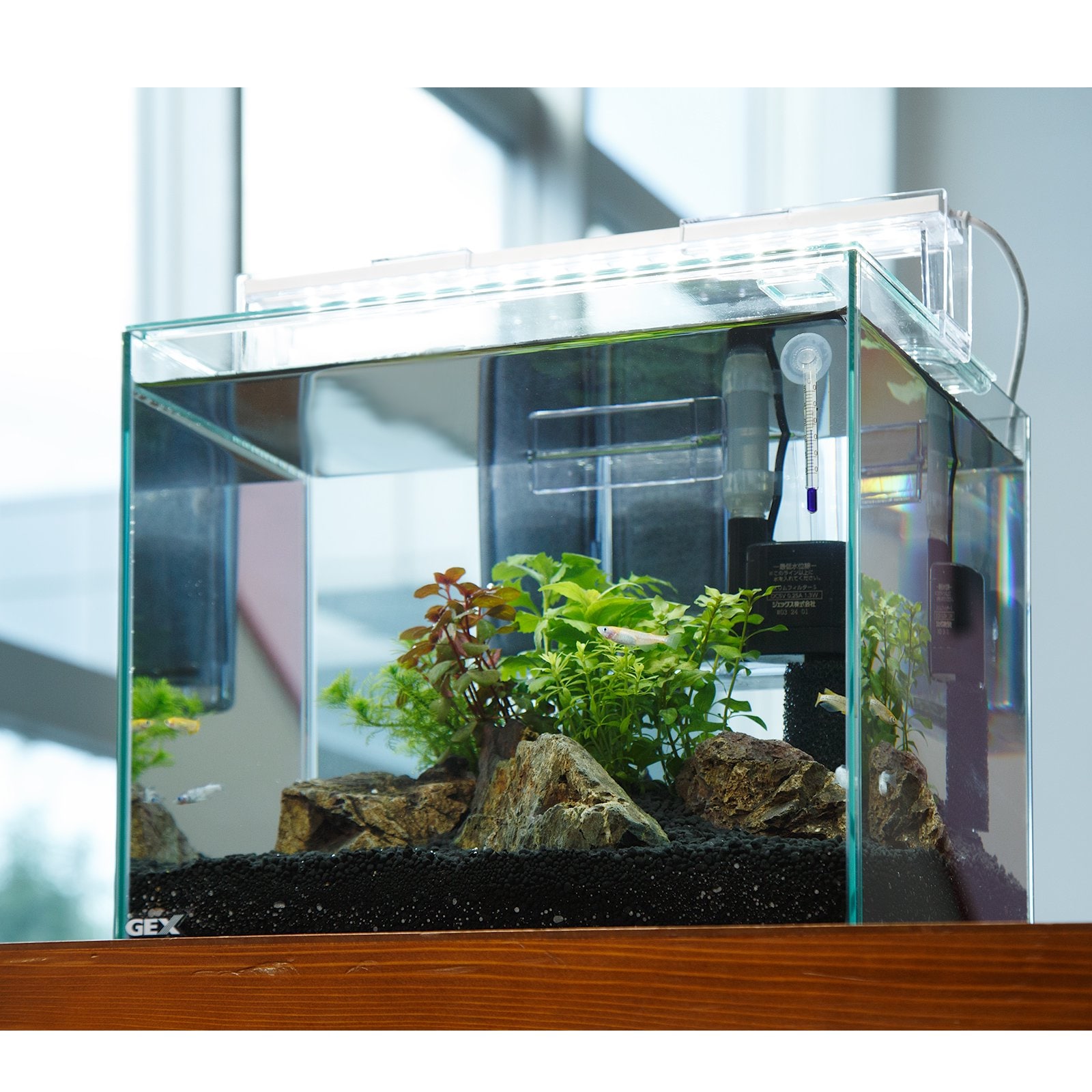 （めだか）（水草）飼育セット　ＧＥＸ　ガラス水槽　グラステリアＦＬ３００　めだか飼育セット　本州四国限定　ＣＲＣ10―11―03―10―10