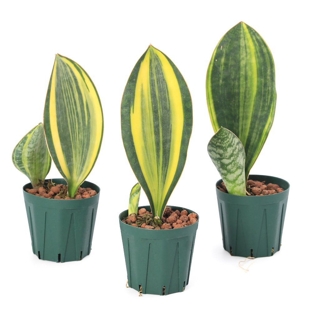 （観葉植物）サンスベリア　マッソニアーナ　斑入り　２．５号（１鉢）　ＣＲＣ15―30―10―05―00