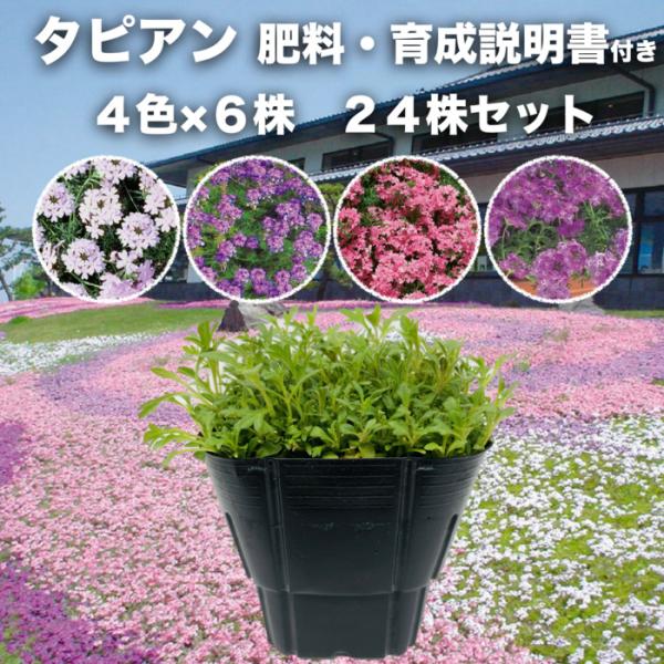 タピアン 4色×各6株 合計24株 9cmポット苗 肥料付き 3号 バーベナ属 サントリーフラワーズ グランドカバー 雑草対策