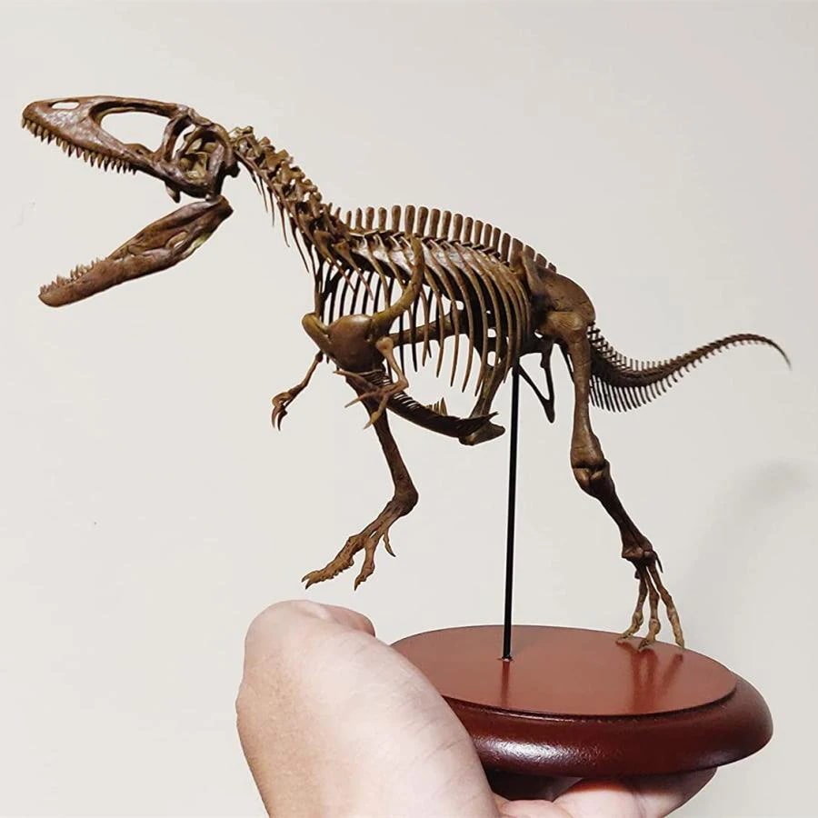 VWUVWU 1/20 サイズ 1/35 サイズ カルカロドントサウルス 恐竜 絶滅 古生物 化石 リアル 骨格 フィギュア プラモデル 科学 模型 プレゼント プレミアム 台座付き