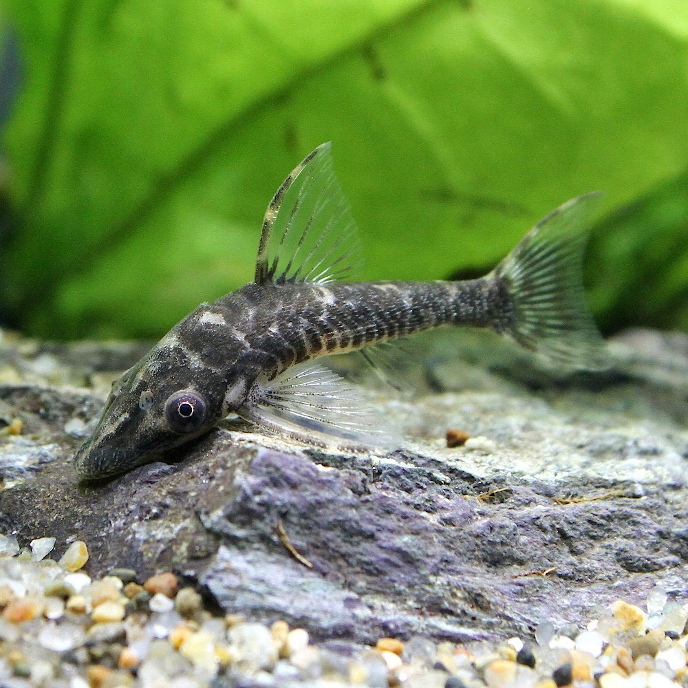 (熱帯魚)ロボコット・オトシン(1匹) 北海道・九州航空便要保温 CRC13―40―10―00―00