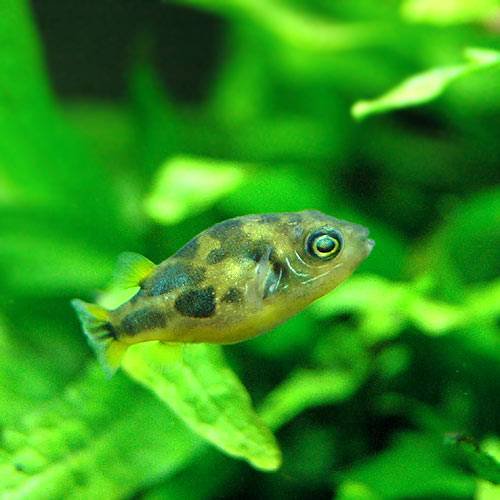 （熱帯魚）アベニーパファー（ワイルド）（３０匹）　北海道・九州航空便要保温　ＣＲＣ13―51―00―00―00