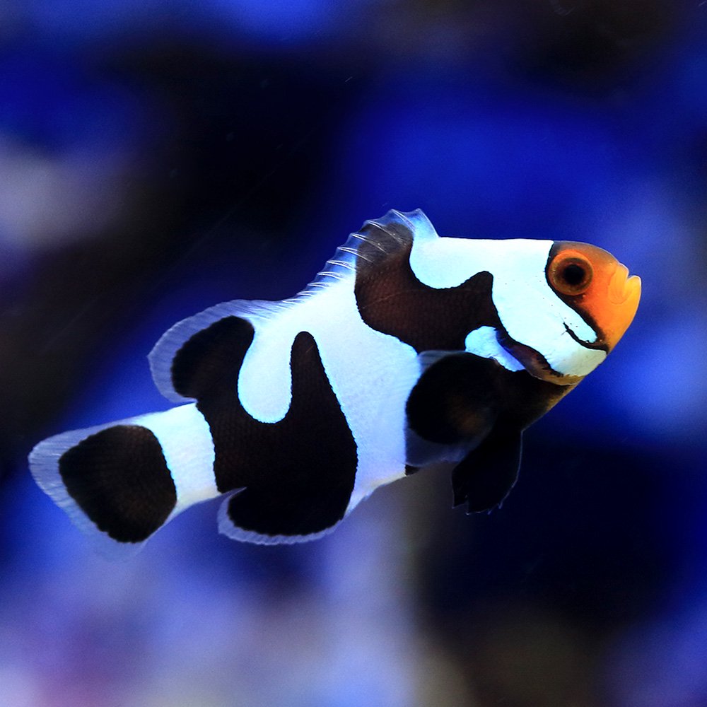（海水魚）ブラックダヴィンチオセラリス（ブリード）（１匹）　ＣＲＣ26―30―16―10―00
