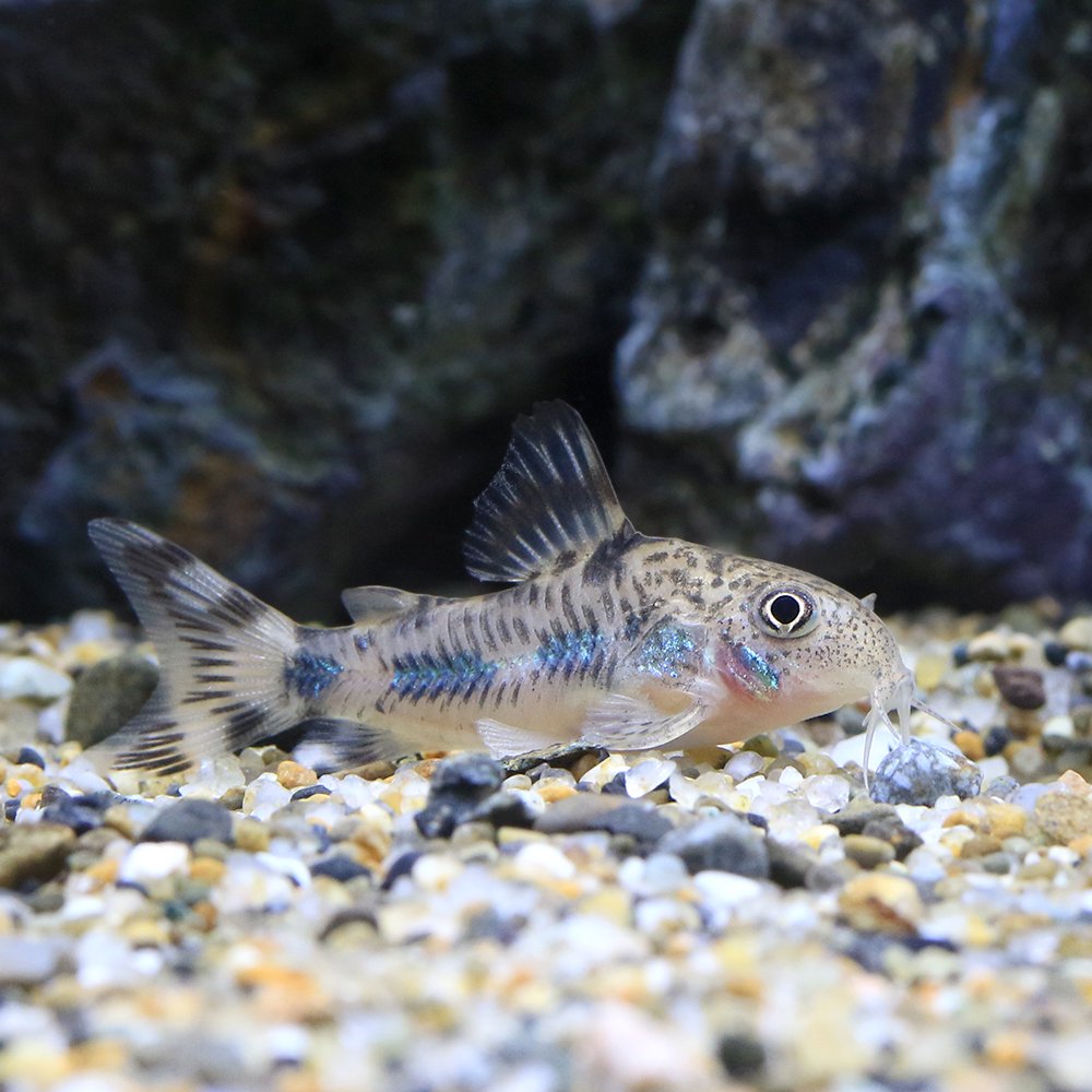 （熱帯魚）コリドラス・フレーリッヒ（ブリード）（１匹）　北海道・九州航空便要保温　ＣＲＣ13―36―20―00―00