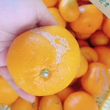 訳あり　和歌山県産みかん 10ｋｇ　ご自宅用 サイズ無選別