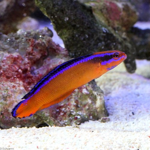 （海水魚）ネオンドティーバック（ブリード）（１匹）　北海道・九州航空便要保温　ＣＲＣ26―30―22―00―00