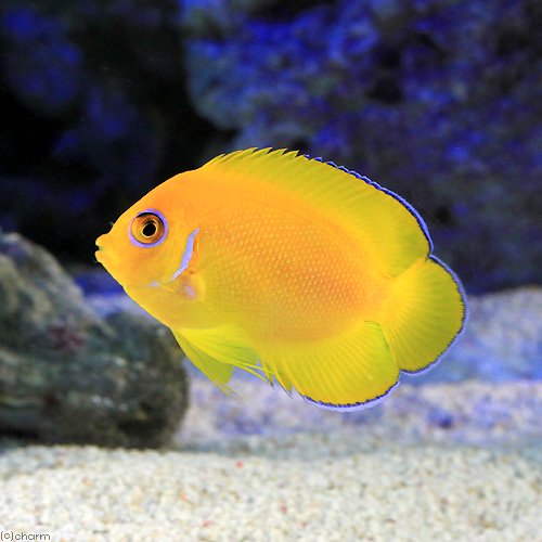 （海水魚）ヤッコ　クリスマス産　レモンピールエンゼル（１匹）　北海道・九州航空便要保温　ＣＲＣ26―30―05―10―00