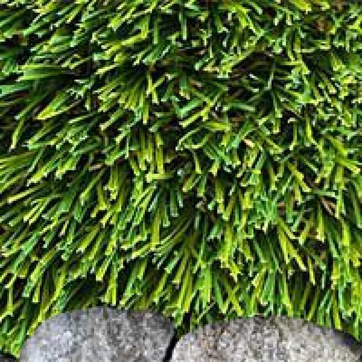 デュポン DuPont 人工芝 リアリーターフ ヨーロピアン 40mm 1m10m RET40-1-10ERP 抗菌 防炎 防カビ 静電気抑制 グリーンフィールド