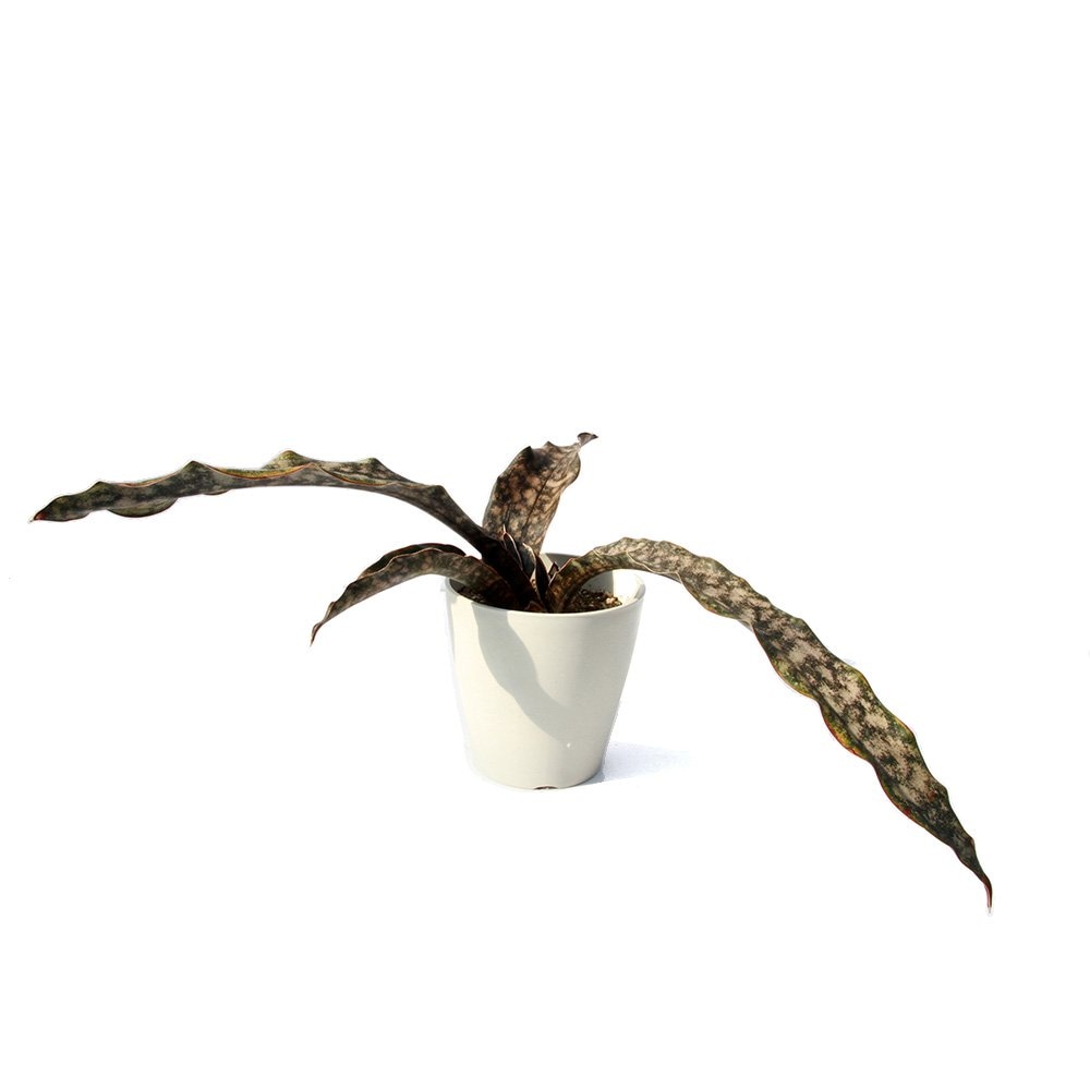 （観葉植物）サンスベリア　コパトーン　５号（１鉢）　ＣＲＣ15―30―20―24―00