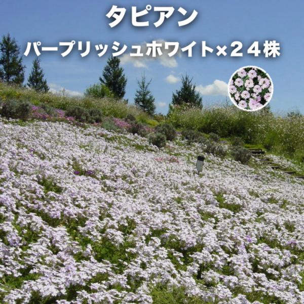 タピアン パープリッシュホワイト 24株 白品種 9cmポット苗 3号 バーベナ属 サントリーフラワーズ グランドカバー 雑草対策