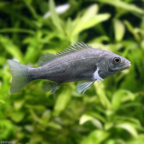 （熱帯魚）オーストラリアン・ジェイドパーチ（１匹）　北海道航空便要保温　ＣＲＣ13―56―90―00―00