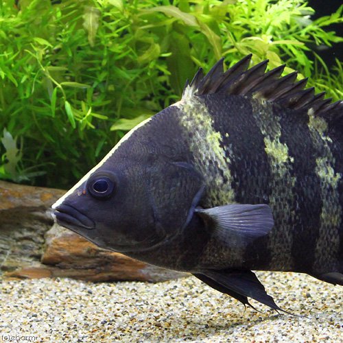 （熱帯魚）ニューギニア・ダトニオ　Ｌサイズ（約１６ー２０ｃｍ）（１匹）　北海道・九州航空便要保温　ＣＲＣ13―56―30―00―00