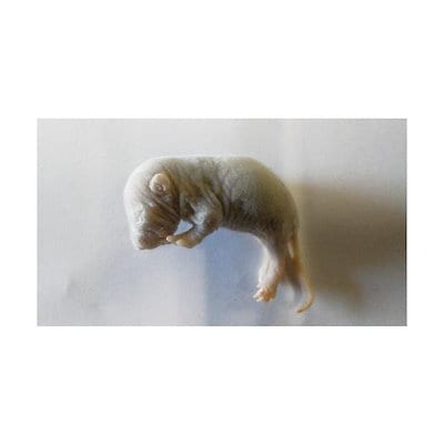 徳利□紫岡一海作 備前焼き 志らかみ 窯変筒酒器 花瓶 一輪挿し 桐共箱