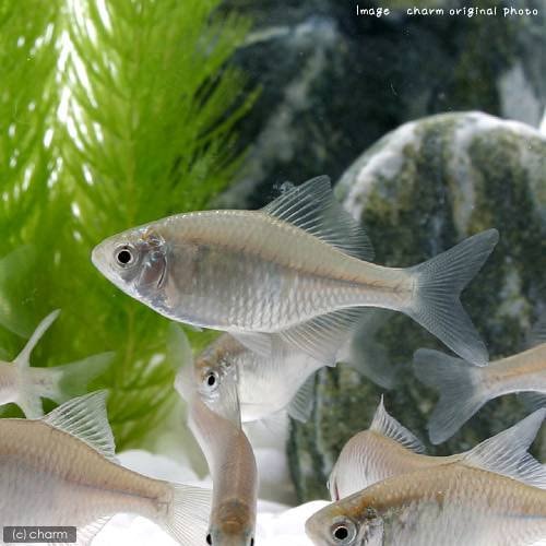 （淡水魚）ニッポンバラタナゴ（５匹）　ＣＲＣ60―30―10―10―10