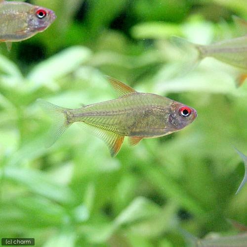 （熱帯魚）ボリビアン・レモンテトラ（３匹）　北海道・九州航空便要保温　ＣＲＣ13―20―10―20―00 5,909円