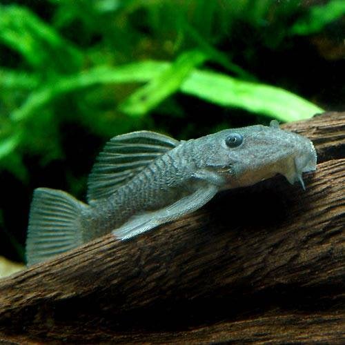 （熱帯魚）ダルマ・プレコ　Ｓサイズ（１匹）　北海道・九州航空便要保温　ＣＲＣ13―44―40―00―00