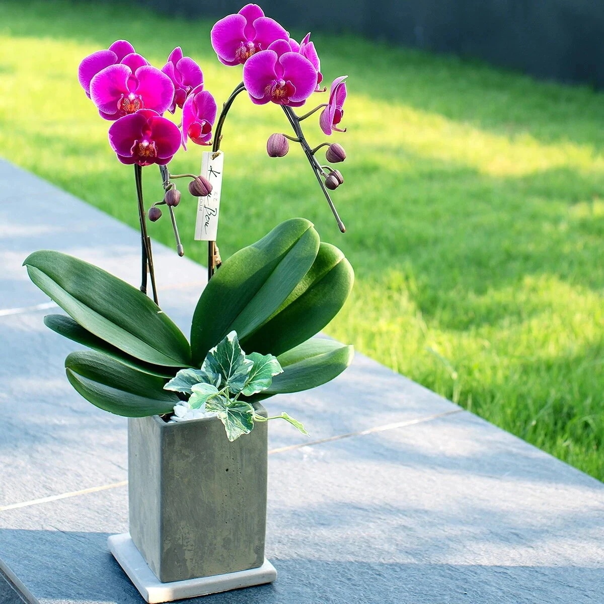【光芒シリーズ 大地】ミディ胡蝶蘭 2本立 (鉢も付属) 熊本県産（なかがわ農園） 常温便 同梱不可 指定日不可