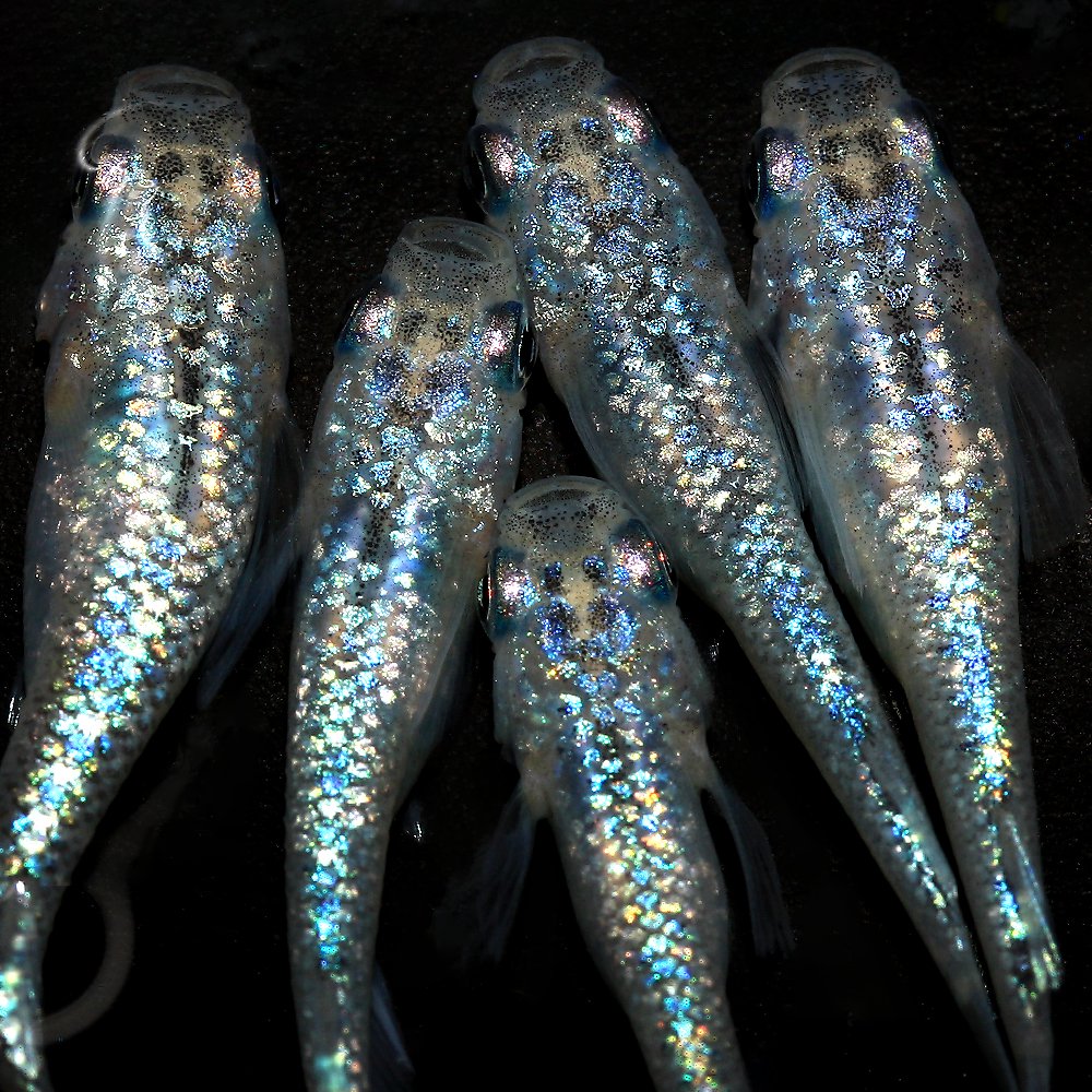 （めだか）サファイアメダカ　背びれ有り（１０匹）　ＣＲＣ60―20―22―40―10