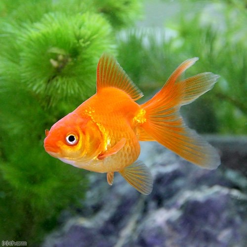 （国産金魚）琉金（１０匹）　ＣＲＣ60―15―20―10―00