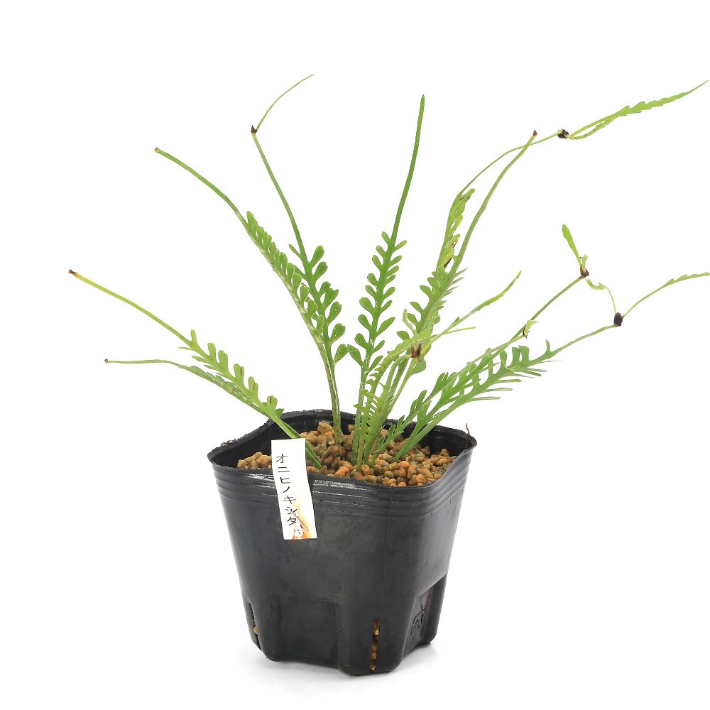 （観葉植物）シダ　オニヒノキシダ（アスプレニウム　ケンゾイ）　３号（１鉢）　ＣＲＣ15―30―10―10―00