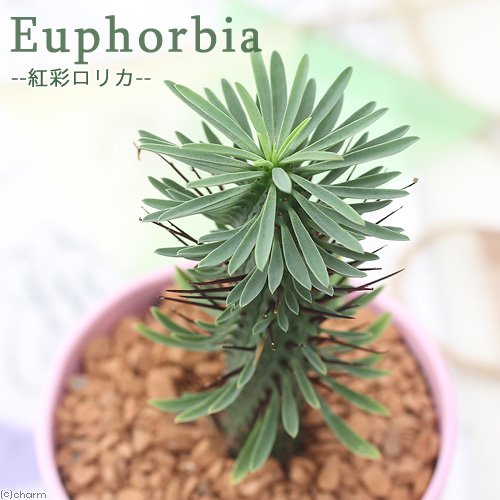 （多肉植物）ユーフォルビア　紅彩ロリカ（コウサイロリカ）　２．５ー３号（１鉢）　ＣＲＣ15―60―60―00―00 5,470円