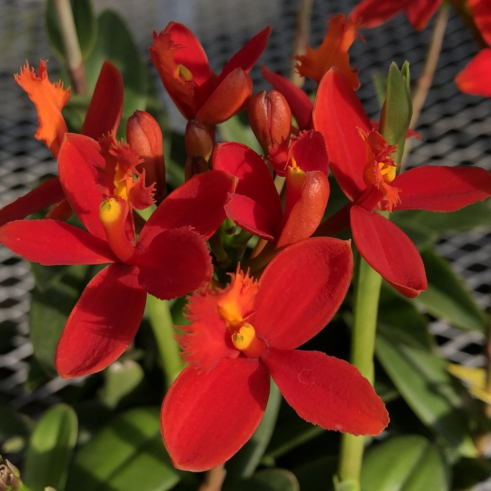 （観葉植物）洋ラン　エピデンドラム　コロナ２１世紀　レッド　６号（１鉢）　ＰＶＰ　ＣＲＣ15―63―30―00―00