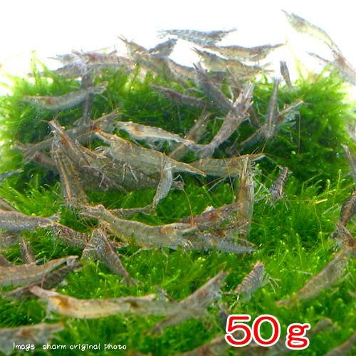 （エビ）ミナミヌマエビ（５０ｇ）　半分未満死着は保証なし　ＣＲＣ13―70―22―00―00