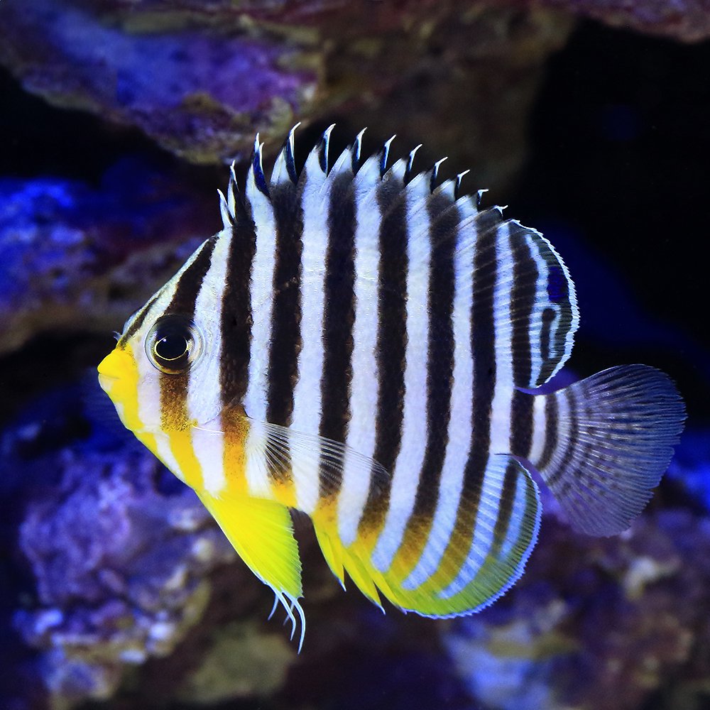 （海水魚）ヤッコ　マリンドッケ産　シマヤッコ（１匹）　北海道・九州航空便要保温　ＣＲＣ26―30―05―10―00