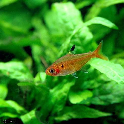 （熱帯魚）クリスタルレッド・テトラ（ワイルド）（１匹） 北海道・九州航空便要保温 ＣＲＣ13―20―10―20―00